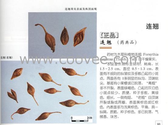 (ԲζԿ)