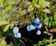 ݮ(BILBERRY)ȡ