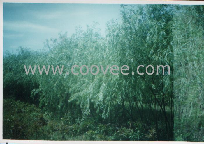 ˿(׾3-4cm.)