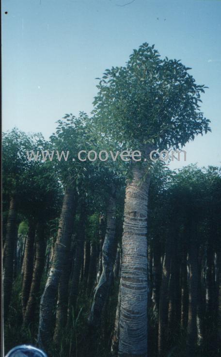 (и280-320cm׾8-30cm)