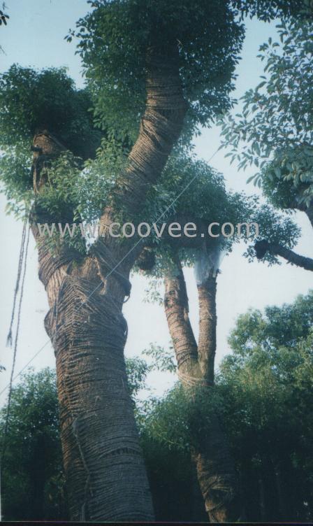 Ұ(׿400-700cm25-60cm.)