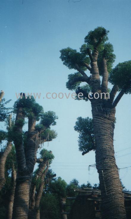Ұ(400-700cm׾25-60cm.)