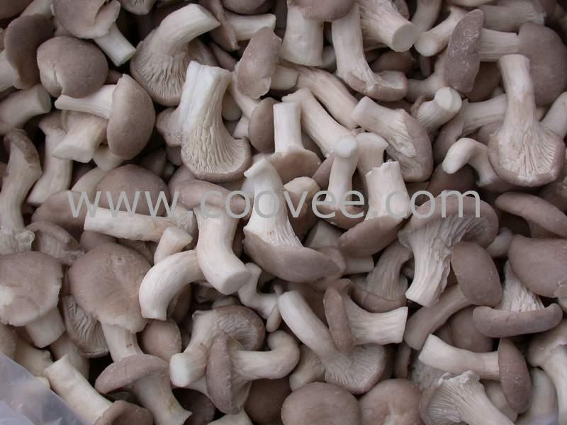 ٶĢ(026)