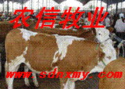ţţ۸ţţ۸ɽũţֳ