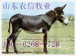 ¿䷽ɽũţֳ