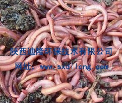 ʻƽ2