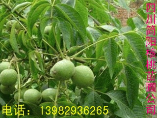 Ĵ