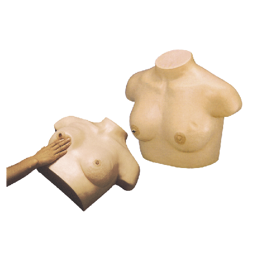 乳腺视诊与触诊模型