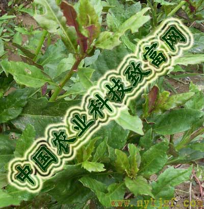 챳粹ѪƤ㽶«