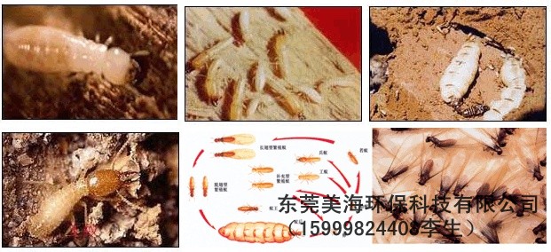 供应长安镇除白蚁,长安镇除白蚁、长安镇除白蚁公司,长安镇除白蚁价格,长安镇除白蚁厂家,