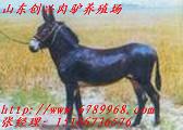 ӦţţֳƵ15106736576