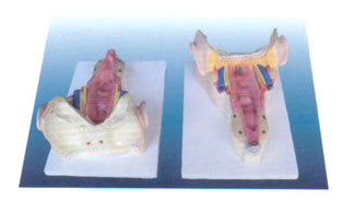 ʺڼ(SBK/R49)