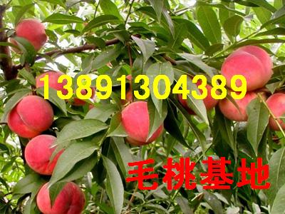 ëҵҰ׺첻200-1лҼ۸