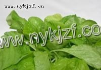 ɫҶȲ