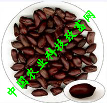 Ӧָ-Ѫɫ