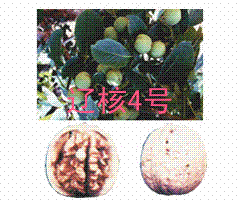 ɺ185