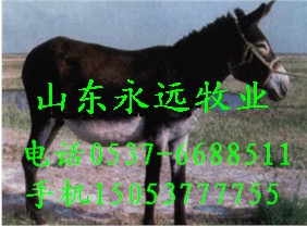 ţй㶫ͷ¿ֳ