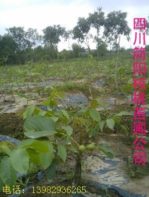 绹迴Ĵ