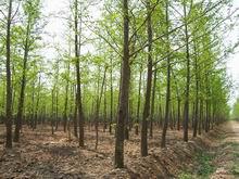 С(ogcjij)
