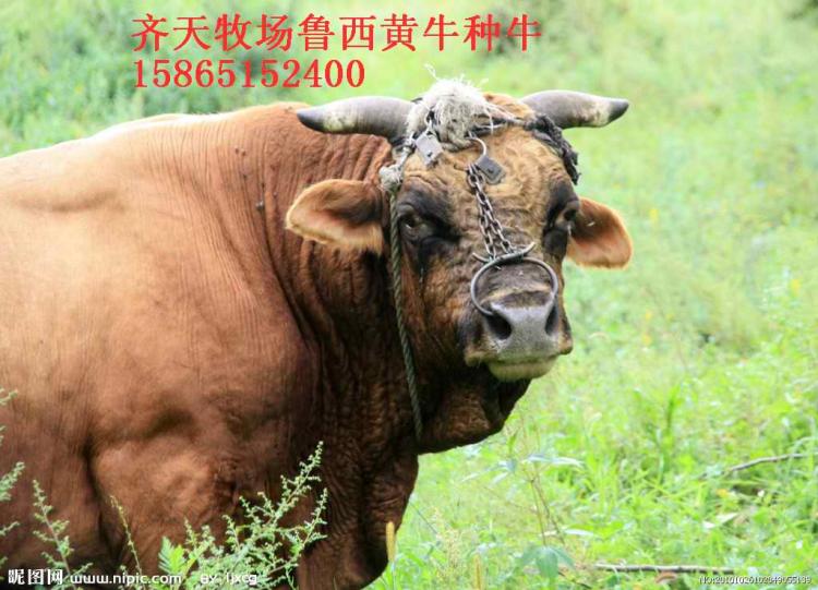 ǿţʲôţ
