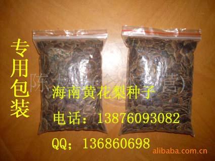 海南黄花梨苗(林木种子)