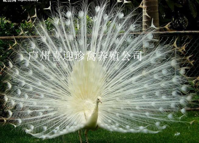 ɽȸֳӱȸֳ