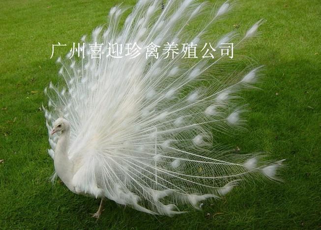 ȸֳϺȸֳ