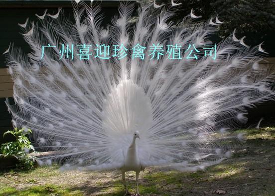 İȸֳȸֳ