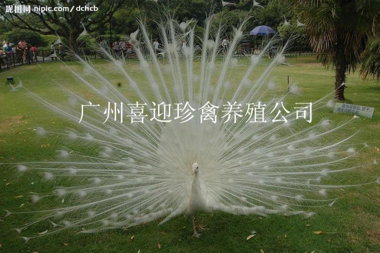 ڰȸֳ麣ȸֳ