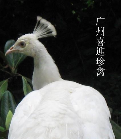 㶫ȸֳȸֳ