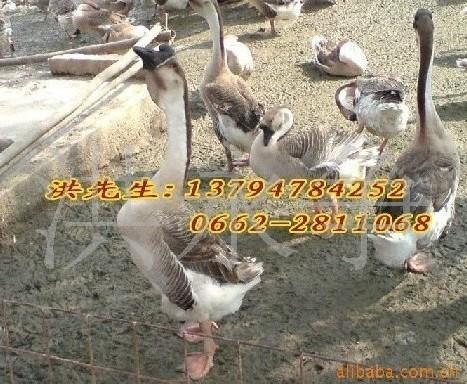۹㶫