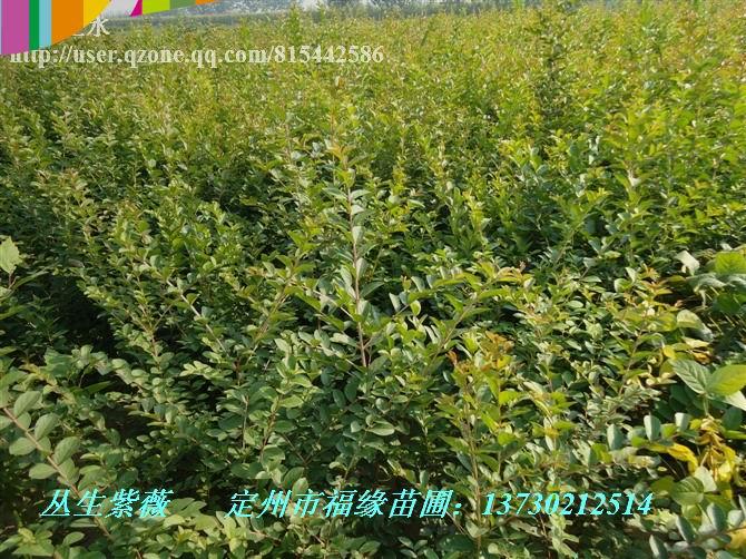 Ӧޱ(035)