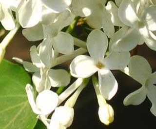 ӱݰ׶(43)