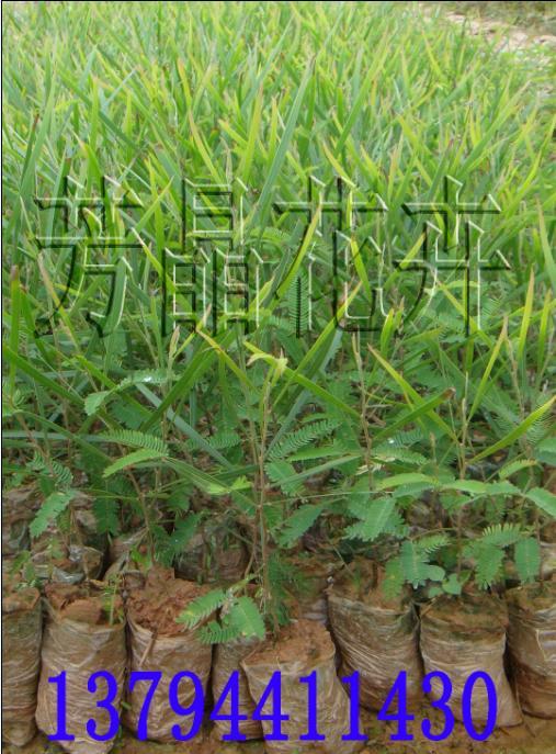 黑木相思苗,老人葵苗,蓝花楹苗