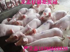 Ԫ۸(20-80)
