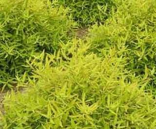 ӱҶݯֱ