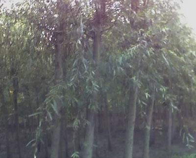 ͻ1(15)