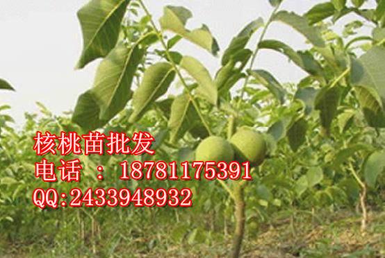 磬޽