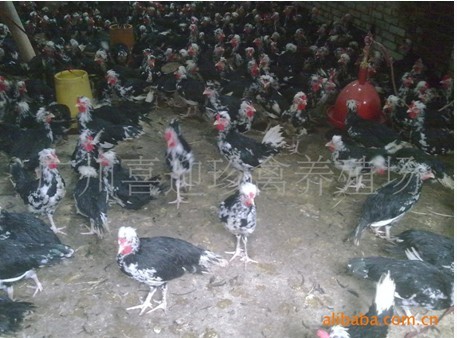 硢Ǹ۹硢ݹ