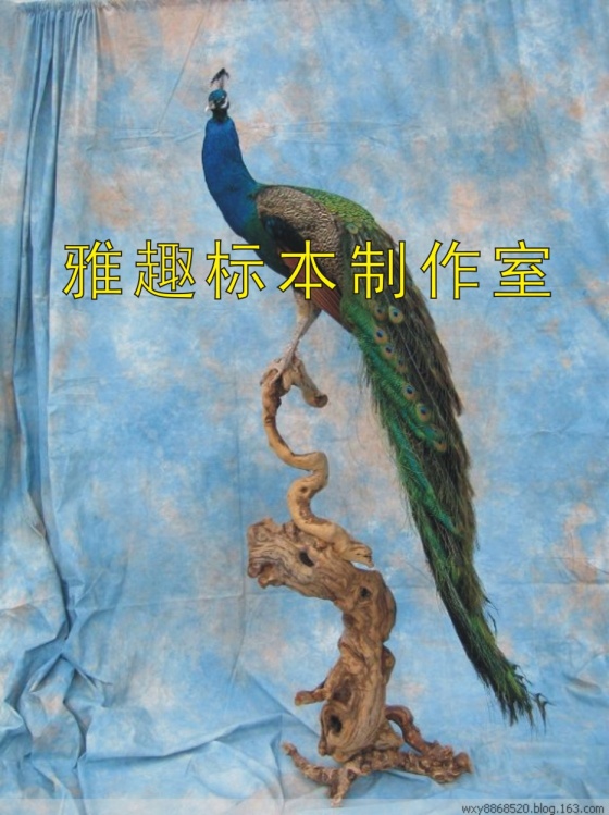 Ȥ걾