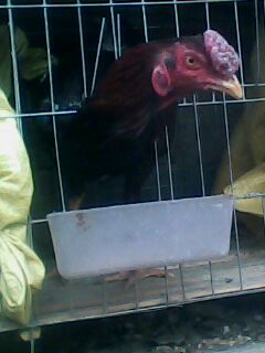 ֳ۸񶷼ѵ