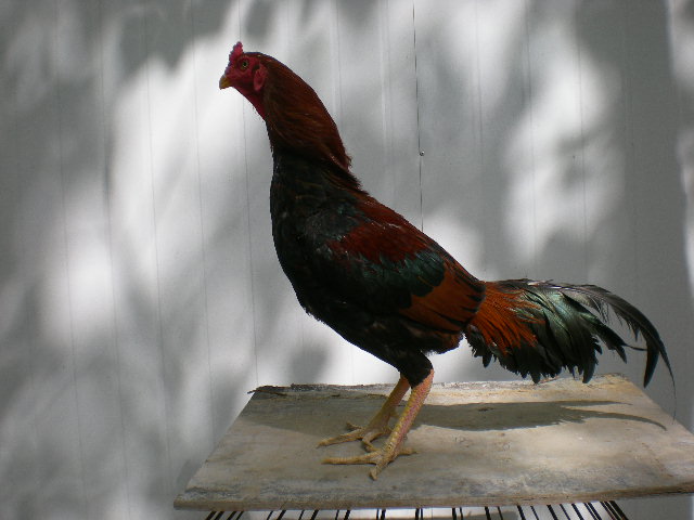 ֶ