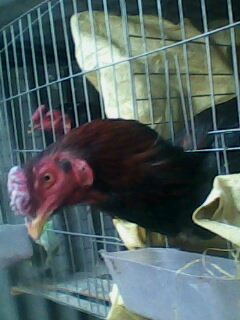 ԭֳ