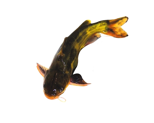 ƹ