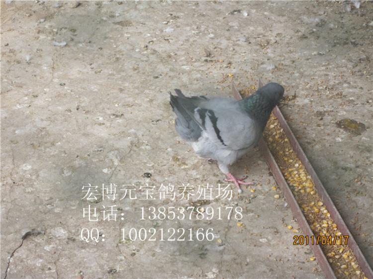 (001)