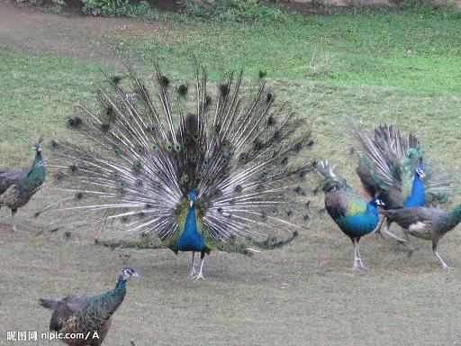 ĴȸֳĴȸĴȸӦ