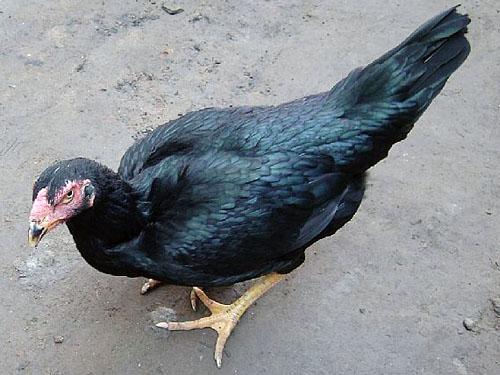 Ӧ϶𶷼ԭ֣ݶ