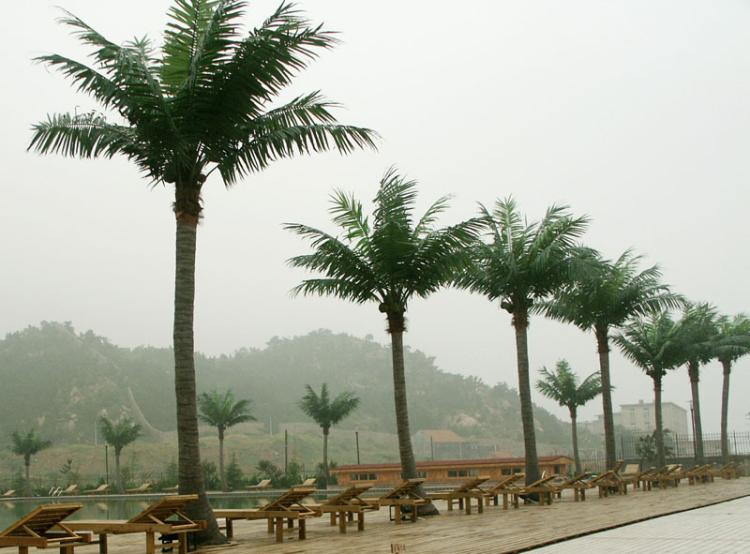 仿真植物深圳仿真植物仿真树仿真花