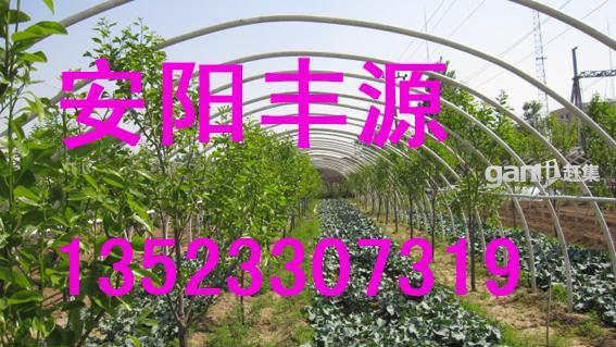 大棚支架机,无支柱花卉大棚骨架机,钢管镀塑大棚骨架机,安阳丰源