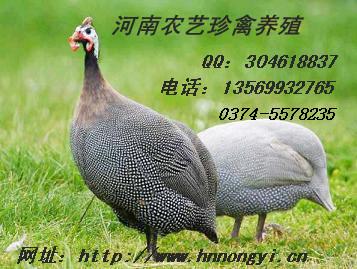 鼦ֳ鼦鼦۸ĹӦ